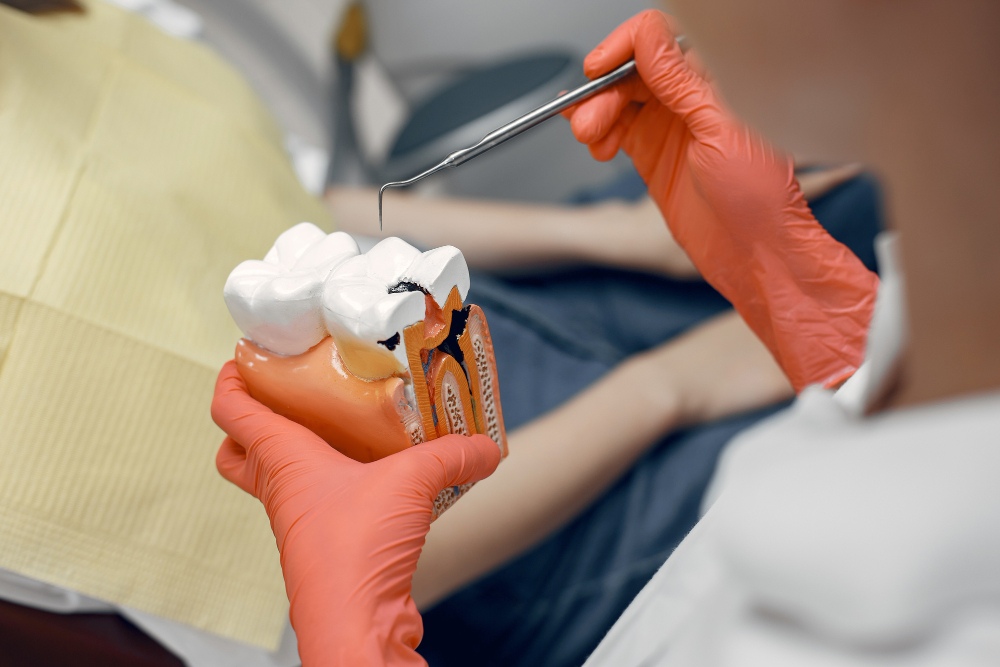 Model of a tooth at the dentist.doctor shows the patient a tooth.reception in the dentist's office